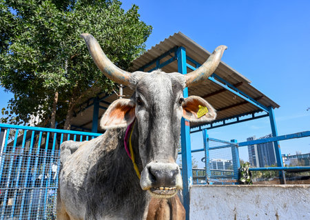 NOIDA INDIA FEBRUARY 12 2025 Cow at Shreeji Gaushala in sector 94 on February 12 2025 in Noida India The Noida authority has decided to set up a biogas plant to recycle the animal waste generated in its animal shelters Photo by Sunil Ghosh Hindustan Timesのeditorial素材