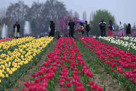 SRINAGAR, INDIA - MARCH 26: Asia's largest tulip garden opened for the public on Wednesday, marking the beginning of a new tourism season in the Kashmir valley, on March 26, 2025 in Srinagar, India. (Photo by Waseem Andrabi/Hindustan Times )のeditorial素材