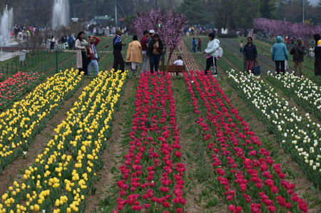 SRINAGAR, INDIA - MARCH 26: Asia's largest tulip garden opened for the public on Wednesday, marking the beginning of a new tourism season in the Kashmir valley, on March 26, 2025 in Srinagar, India. (Photo by Waseem Andrabi/Hindustan Times )のeditorial素材