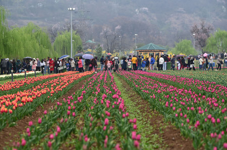 SRINAGAR, INDIA - MARCH 26: Asia's largest tulip garden opened for the public on Wednesday, marking the beginning of a new tourism season in the Kashmir valley, on March 26, 2025 in Srinagar, India. (Photo by Waseem Andrabi/Hindustan Times )のeditorial素材