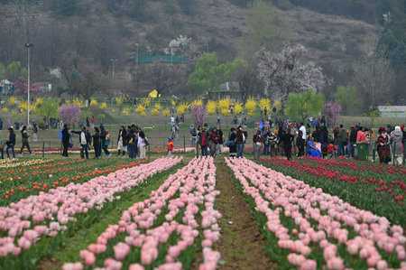 SRINAGAR, INDIA - MARCH 26: Asia's largest tulip garden opened for the public on Wednesday, marking the beginning of a new tourism season in the Kashmir valley, on March 26, 2025 in Srinagar, India. (Photo by Waseem Andrabi/Hindustan Times )のeditorial素材
