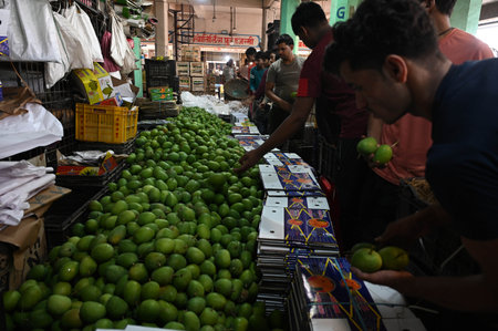 NAVI MUMBAI, INDIA - MARCH 30: 40,000 boxes mangoes have arrived at APMC on occasion of Gudi Padwa in mangoes ready for export on the auspicious day of Gudi Padwa at APMC Market Vashi, on March 30, 2025 in Navi Mumbai, India. Gudi Padwa is a significant fのeditorial素材
