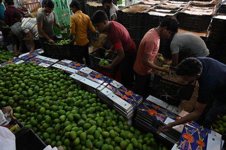 NAVI MUMBAI, INDIA - MARCH 30: 40,000 boxes mangoes have arrived at APMC on occasion of Gudi Padwa in mangoes ready for export on the auspicious day of Gudi Padwa at APMC Market Vashi, on March 30, 2025 in Navi Mumbai, India. Gudi Padwa is a significant fのeditorial素材
