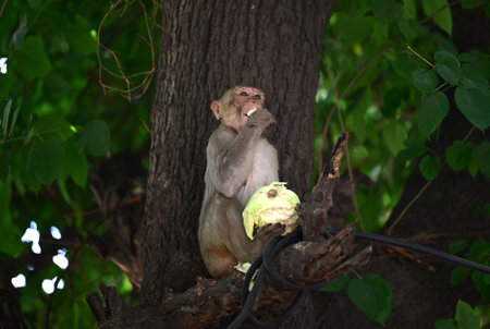 NEW DELHI INDIA APRIL 3 2025 Little Monkey who is eating cabbage while sitting on a tree on April 3...