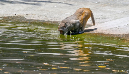 NEW DELHI INDIA APRIL 7 2025 Monkey drink water from water pool to beat the heat in an enclosure at Zoological Park on April 7 2025 in New Delhi India As Delhi deals with the extreme heat this summer zookeepers are taking various steps to alleviate its imのeditorial素材