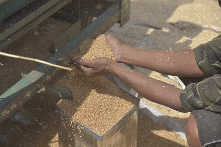 GHAZIABAD INDIA APRIL 7 2025 Wheat grains pour from a threshing machine during a crop harvest on April 7 2025 in Ghaziabad India Photo by Sakib Ali Hindustan Timesのeditorial素材