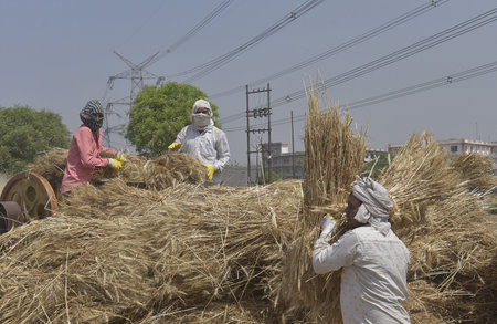 GHAZIABAD INDIA APRIL 7 2025 Farmers husking wheat and filling it gunny bags after harvest on April 7 2025 in Ghaziabad India Photo by Sakib Ali Hindustan Timesのeditorial素材