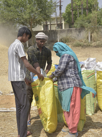 GHAZIABAD INDIA APRIL 7 2025 Farm workers filling wheat grains inside sacks after harvesting on April 7 2025 in Ghaziabad India Photo by Sakib Ali Hindustan Timesのeditorial素材