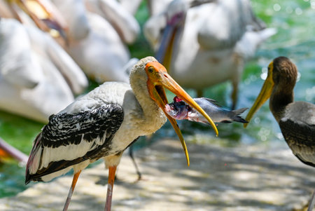 NEW DELHI INDIA APRIL 7 2025 Rosy Pelican grabs a fish as it stays in the relative cool of the water along with cormorants as zoo animals seek respite from the hot weather at the National Zoological Park on April 7 2025 in New Delhi India As Delhi deals wのeditorial素材