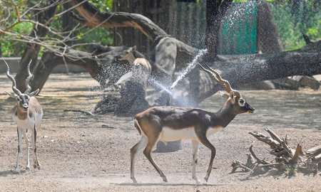 NEW DELHI INDIA APRIL 7 2025 Black Buck Deer standing near Water Fountain to beat the heat in an enclosure at Zoological Park on April 7 2025 in New Delhi India As Delhi deals with the extreme heat this summer zookeepers are taking various steps to alleviのeditorial素材