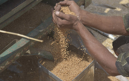 GHAZIABAD INDIA APRIL 7 2025 Wheat grains pour from a threshing machine during a crop harvest on April 7 2025 in Ghaziabad India Photo by Sakib Ali Hindustan Timesのeditorial素材