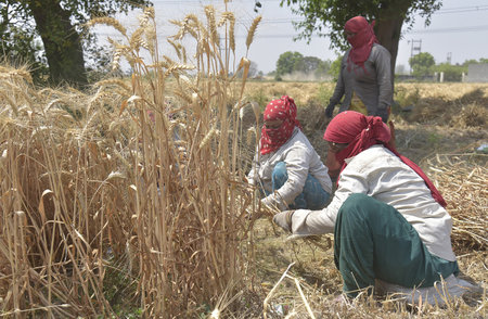 GHAZIABAD INDIA APRIL 7 2025 Indian women farm workers use sickle to cut wheat during a crop harvest in the dasna on April 7 2025 in Ghaziabad India Photo by Sakib Ali Hindustan Timesのeditorial素材