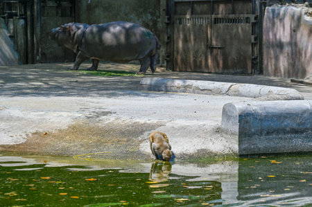 NEW DELHI INDIA APRIL 7 2025 Monkey drink water from water pool to beat the heat in an enclosure at Zoological Park on April 7 2025 in New Delhi India As Delhi deals with the extreme heat this summer zookeepers are taking various steps to alleviate its imのeditorial素材