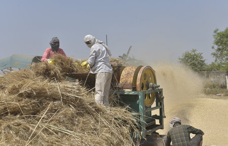 GHAZIABAD INDIA APRIL 7 2025 Farmers husking wheat and filling it gunny bags after harvest on April 7 2025 in Ghaziabad India Photo by Sakib Ali Hindustan Timesのeditorial素材