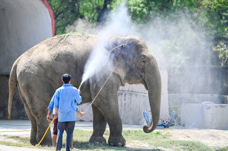 NEW DELHI INDIA APRIL 7 2025 Elephant takes a water shower to beat the heat in an enclosure at Zoological Park on April 7 2025 in New Delhi India As Delhi deals with the extreme heat this summer zookeepers are taking various steps to alleviate its impact のeditorial素材