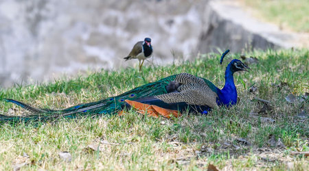NEW DELHI INDIA APRIL 7 2025 Peacock sitting on green grass under the shadow beat the heat in an enclosure at Zoological Park on April 7 2025 in New Delhi India As Delhi deals with the extreme heat this summer zookeepers are taking various steps to alleviのeditorial素材