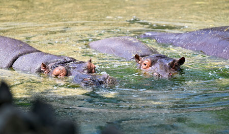 NEW DELHI INDIA APRIL 7 2025 Hippopotamus beat the heat in a water pool in an enclosure at Zoological Park on April 7 2025 in New Delhi India As Delhi deals with the extreme heat this summer zookeepers are taking various steps to alleviate its impact on iのeditorial素材