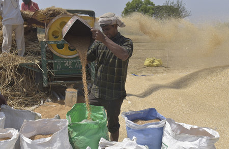 GHAZIABAD INDIA APRIL 7 2025 Farmers husking wheat and filling it gunny bags after harvest on April 7 2025 in Ghaziabad India Photo by Sakib Ali Hindustan Timesのeditorial素材