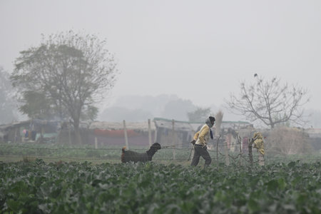 NEW DELHI, INDIA â JANUARY 3: People seen walking on a paddy field amid cold and foggy morning, at Yamuna flood plains, on January 3, 2024 in New Delhi, India. (Photo by Salman Ali/Hindustan Times )のeditorial素材