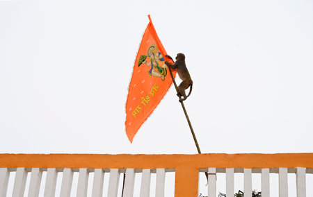 AYODHYA, INDIA â€“ JANUARY 20: A monkey playing with saffron flag near Hanuman Garhi temple on...