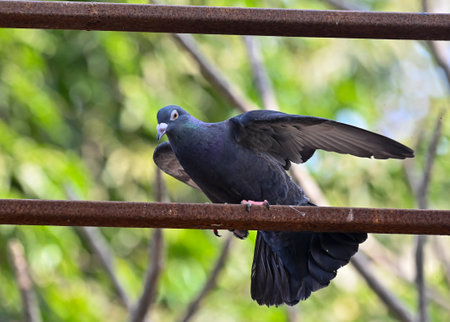 MUMBAI, INDIA --- JANUARY 30: Detained pigeon released, after getting clearance from Police dept, at BSPCA, on January 30, 2024 in Mumbai, India. A pigeon held captive for eight months on alleged charges of being a ---Chinese spy---, was finally released のeditorial素材