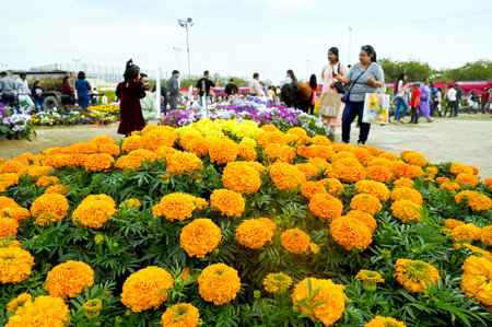 NOIDA, INDIA - FEBRUARY 25: People visit at the last day of the 36th Noida flower Show organized by âThe Floriculture Society of Noida and Noida authority at Ramlila ground in Sector 21A, on February 25, 2024 in Noida, India. (Photo by Sunil Ghosh/Hinduのeditorial素材