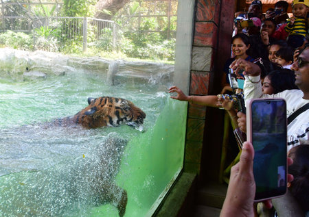 MUMBAI, INDIA - MARCH 3: Royal Bengal Tigers at a pond at the Byculla zoo on the World Wildlife Day, on March 3, 2024 in Mumbai, India. (Photo by Bhushan Koyande/Hindustan Times )のeditorial素材