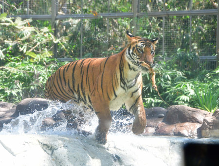 MUMBAI, INDIA - MARCH 3: Royal Bengal Tigers at a pond at the Byculla zoo on the World Wildlife Day, on March 3, 2024 in Mumbai, India. (Photo by Bhushan Koyande/Hindustan Times )のeditorial素材