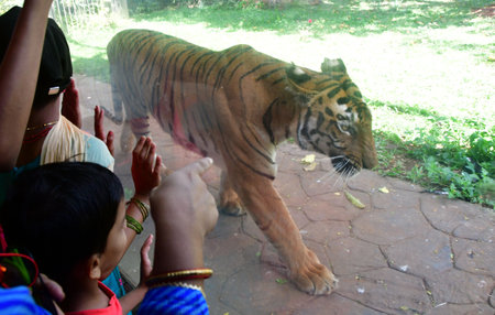 MUMBAI, INDIA - MARCH 3: Royal Bengal Tigers at a pond at the Byculla zoo on the World Wildlife Day, on March 3, 2024 in Mumbai, India. (Photo by Bhushan Koyande/Hindustan Times )のeditorial素材