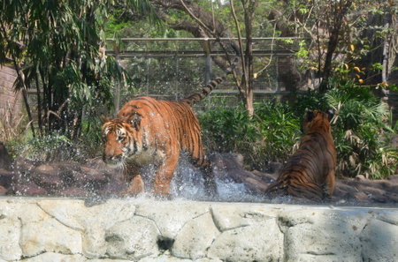 MUMBAI, INDIA - MARCH 3: Royal Bengal Tigers at a pond at the Byculla zoo on the World Wildlife Day, on March 3, 2024 in Mumbai, India. (Photo by Bhushan Koyande/Hindustan Times )のeditorial素材