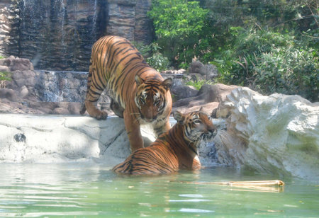 MUMBAI, INDIA - MARCH 3: Royal Bengal Tigers at a pond at the Byculla zoo on the World Wildlife Day, on March 3, 2024 in Mumbai, India. (Photo by Bhushan Koyande/Hindustan Times )のeditorial素材