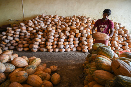 GURUGRAM, INDIA - JULY 7: A boy looks on as he arranges pumpkins at a wholesale vegetable market at Khandsa road near Anaj Mandi on July 7, 2023 in Gurugram, India. The demand for pumpkin has increased from last two weeks due to which its prices have incrのeditorial素材