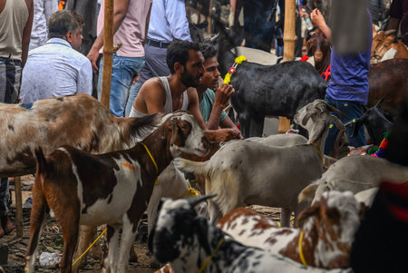 NEW DELHI INDIA JUNE 28 2023 Vendors are seen with the goats for sale at a livestock market ahead of the sacrificial Eid al Adha festival at Jama Masjid on June 28 2023 in New Delhi India A day before the festival of Eid ul Azha the Muslim community is geのeditorial素材