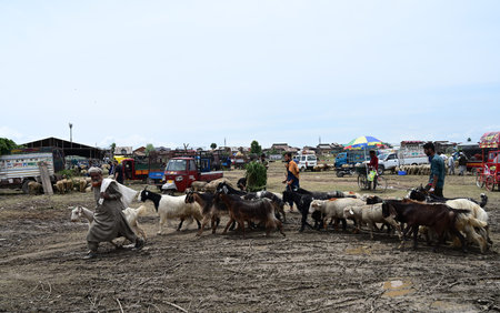 SRINAGAR INDIA JUNE 26 2023 Sacrificial animals are kept for sale at a makeshift market at Eidgah ahead of Eid al Adha festival on June 26 2023 in Srinagar India Photo By Waseem Andrabi Hindustan Timesのeditorial素材