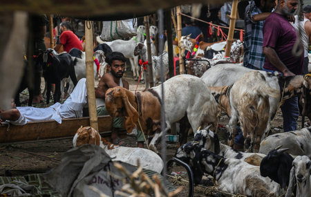 NEW DELHI INDIA JUNE 28 2023 Vendors are seen with the goats for sale at a livestock market ahead of the sacrificial Eid al Adha festival at Jama Masjid on June 28 2023 in New Delhi India A day before the festival of Eid ul Azha the Muslim community is geのeditorial素材