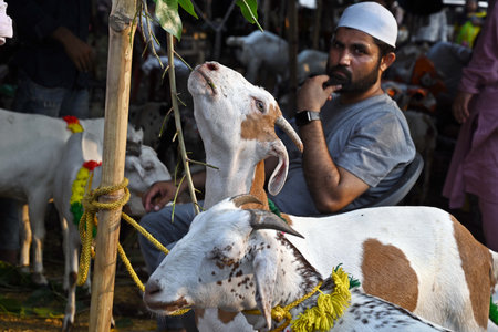 NEW DELHI INDIA JUNE 27 2023 A goat seller waits for customers ahead of the Eid al Adha festival near Jama Masjid on June 27 2023 in New Delhi India Photo by Sanjeev Verma Hindustan Timesのeditorial素材