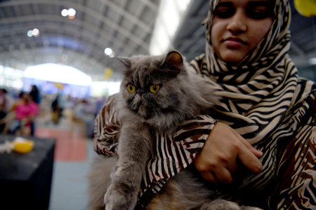 NAVI MUMBAI INDIA JUNE 11 2023 More than 500 cats with 13 types of cat breed were seen participating in the largest Cat Show organized by Feline Club of India at CIDCO Exhibition Center Vashi on June 11 2023 in Navi Mumbai India Photo by Bachchan Kumar Hiのeditorial素材