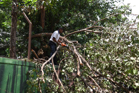 NAVI MUMBAI INDIA JUNE 12 2023 Fire officials cut the branches of a huge tree after it fell on the boundary wall at Sector 11 Vashi on June 12 2023 in Navi Mumbai India Photo by Bachchan Kumar Hindustan Timesのeditorial素材