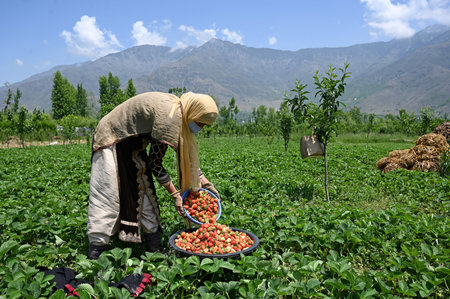 SRINAGAR INDIA MAY 15 2023 Farmers harvest strawberries at a farm in Gassu on the outskirts of Srinagar on May 15 2023 in Srinagar India Strawberry is the first fruit that grows after six months of harsh winters and is supplied to various parts of north Iのeditorial素材