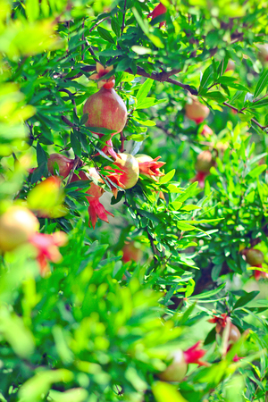 Ripening pomegranates on the tree on a sunny dayの写真素材