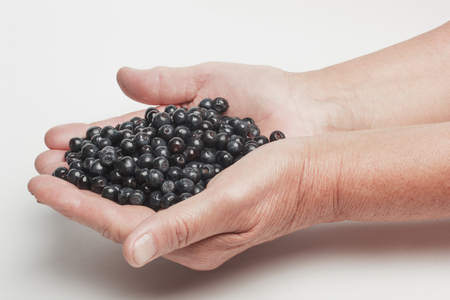 Fresh blueberries in hands of old womanの写真素材