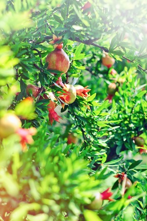 Ripe Colorful Pomegranate Fruit on Tree Branch. The Foliage  the Background. With sun light leaksの写真素材