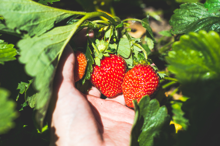 Fresh picked strawberries held over strawberry plantsの写真素材