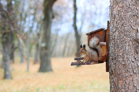 squirrel sits on a manger with seedsの写真素材