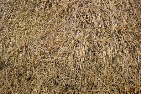 straw, dry straw texture background, vintage style for design.の写真素材