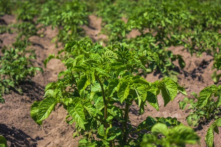 Rows of green potato plant in fieldの写真素材