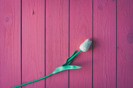 Spring tulip flower on wooden background. Tulip, gardening concept.の写真素材