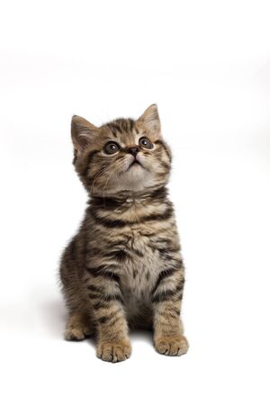A cute white gray tabby cat looking up isolated on a white background.の写真素材