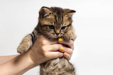 young woman holding a little kitten in her armsの写真素材