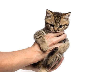 young woman holding a little kitten in her armsの写真素材